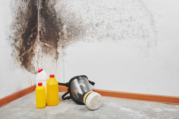 Best Mold Odor Removal Services  in Munford, AL