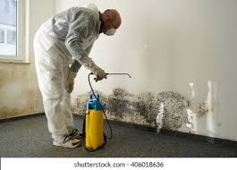 Best Mold Damage Restoration  in Munford, AL